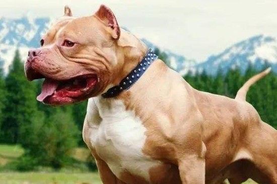 恶霸犬和比特犬的区别，掌握4点就能快速分辨恶霸和比特