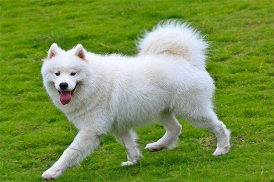 狗狗可以吃鸡蛋吗