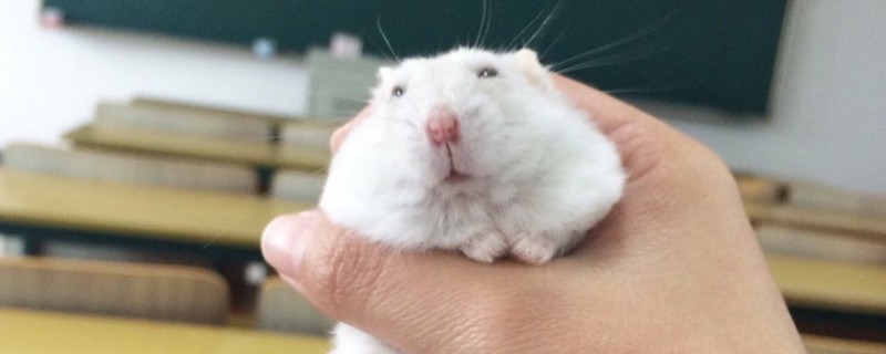 仓鼠不认主人怎么办