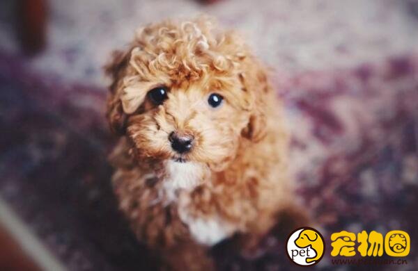 泰迪犬怎样训练比较好，主人的态度非常重要