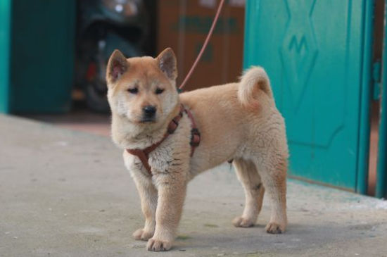 幼犬咬伤需要打狂犬吗
