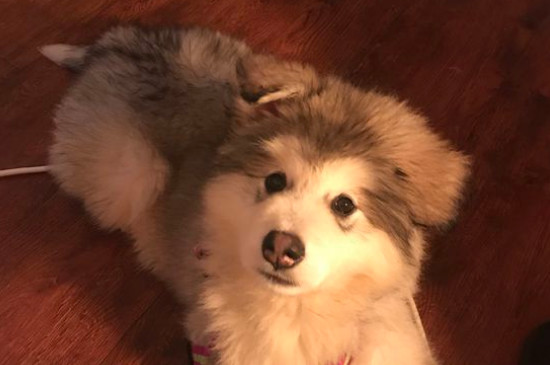 阿拉斯加犬感冒了怎么办，根据狗的感冒症状喂它吃药