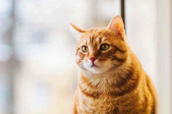 什么人不适合养猫