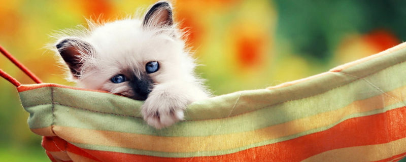 刚出生的小猫有毛吗
