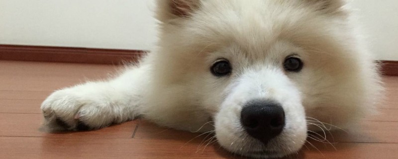 狗狗总是轻咬主人手
