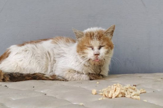 流浪猫很凶怎么办