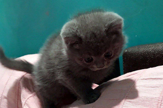 蓝猫认主人的表现