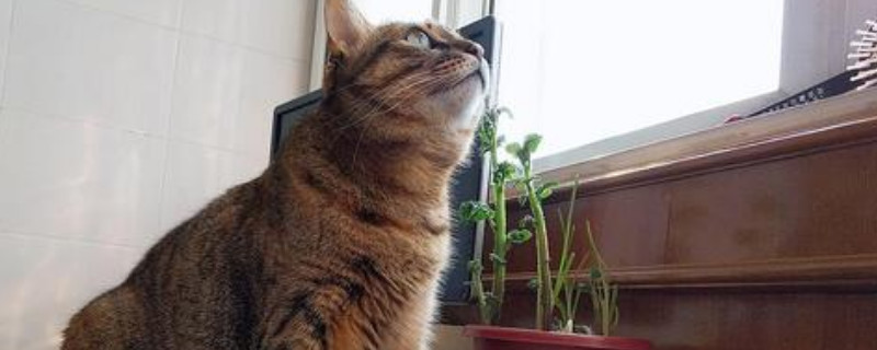 猫暴瘦的原因