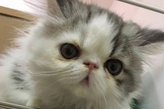 质量口碑较好的猫粮