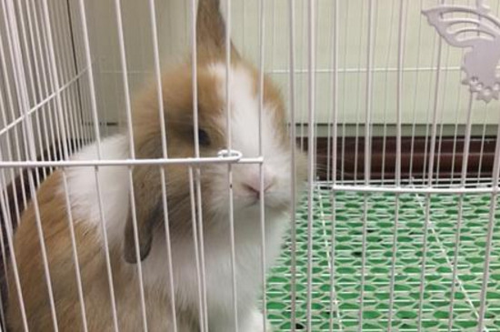 兔子为什么不能养三年