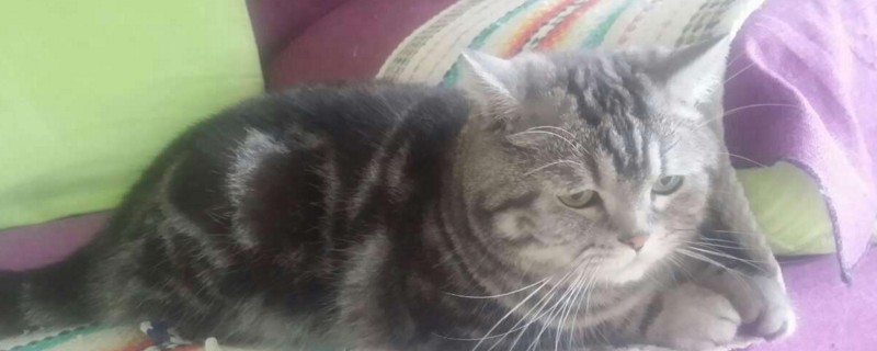 两个月小猫吃几粒猫粮