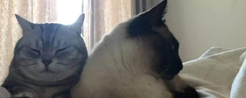 猫咪一般生几只小猫