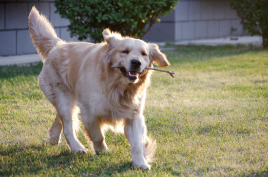 十大聪明名犬