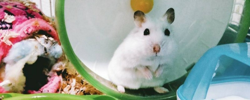 仓鼠怕光吗