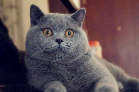 英短蓝猫的优缺点