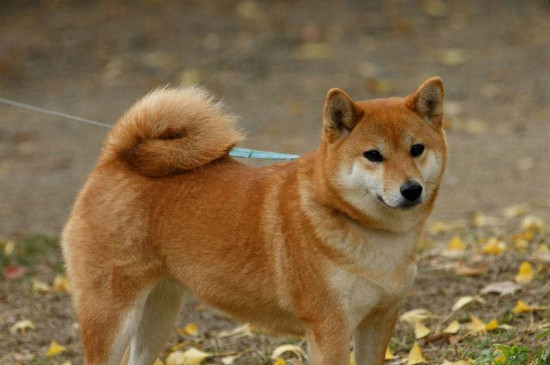 什么狗最干净最好养