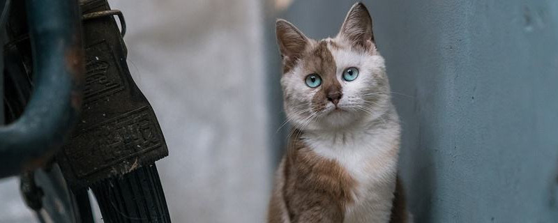 猫临死前的眼睛什么样