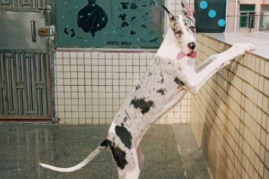 女生为什么不能养大丹犬