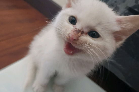 猫一边吃饭一边流眼泪
