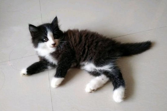 猫咪打喷嚏流鼻涕