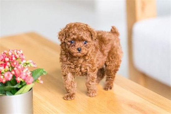 泰迪犬一天大便几次，一般2～3左右但不同时期次数不同
