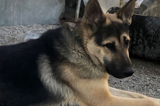 昆明犬和德牧区别