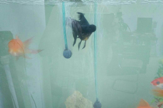 鱼缸浑水变清有妙招