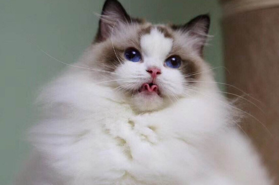 猫瘟会得两次吗