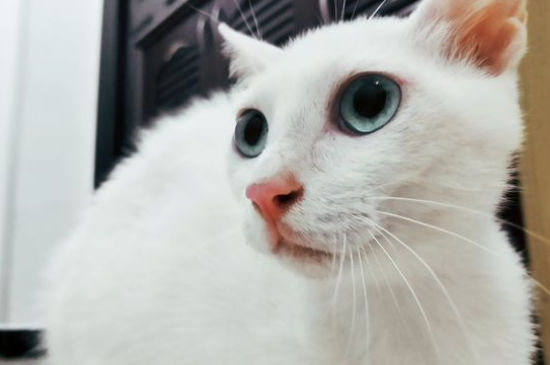猫没打疫苗可以绝育吗