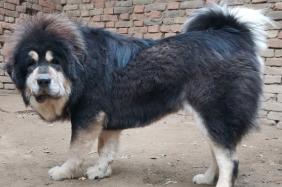 十大猛犬排行榜，全球十大凶犬排名