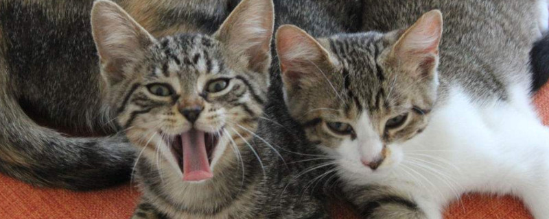 狸花猫可以关家里养吗