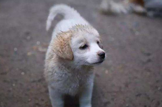 狗狗吐黄水拉稀怎么办