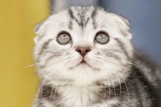 如何给猫剪指甲