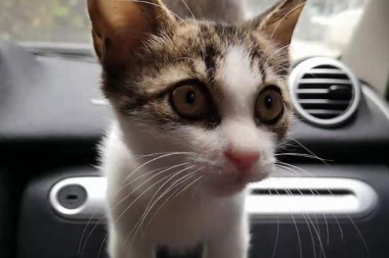 猫咪喜欢主人的表现