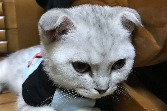 半折耳猫会不会发病