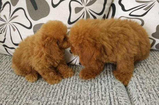 养猫费钱还是养狗费钱