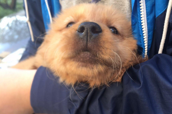 狗狗真菌怎样算痊愈