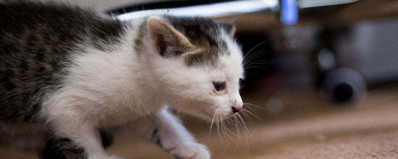 猫咪吃三金片用量