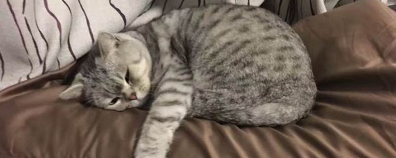 猫咪搬家综合症