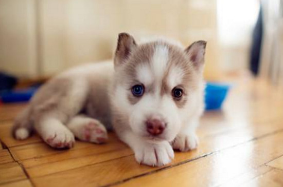 2个月幼犬可以吃什么