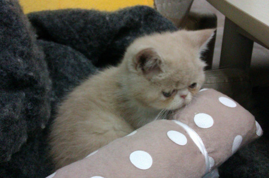 猫睡我枕头旁边怎么办