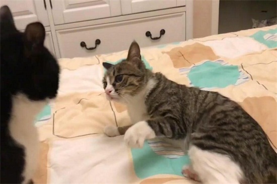 母猫发完情是什么症状