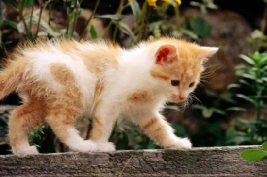 猫咪要不要打狂犬疫苗