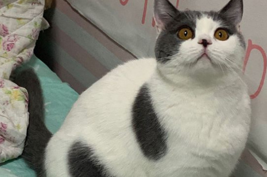 养猫装哪种纱窗