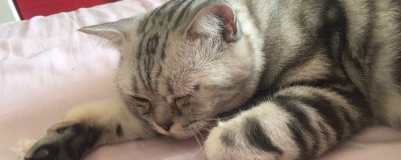 猫吃猫粮吐了