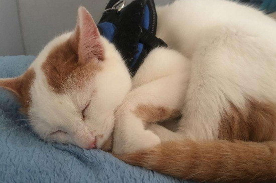 猫一块皮肤脱毛露白肉