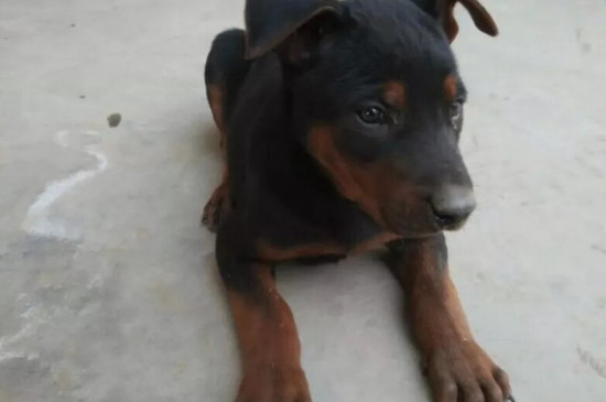 莱州红犬公犬有多大