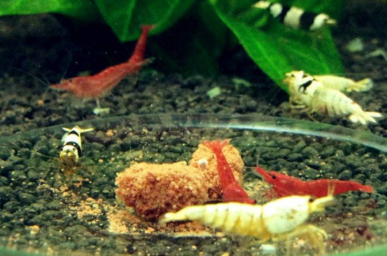 观赏虾混养的后果
