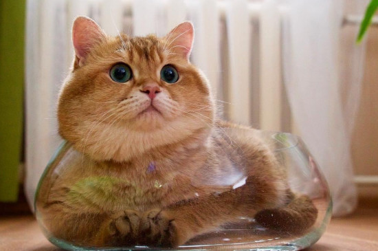 猫不喜欢主人的表现