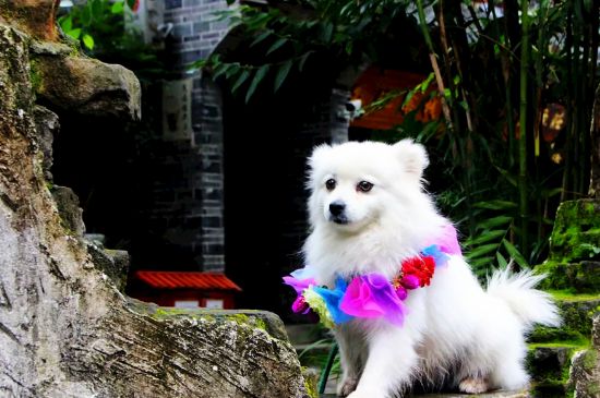 成年狗能吃幼犬狗粮吗